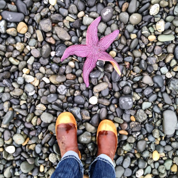 starfish_HNP